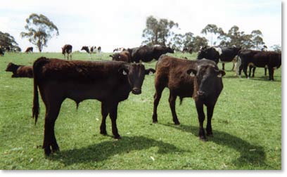 Fullblood Black Wagyu Bulls with their surrogate mothers