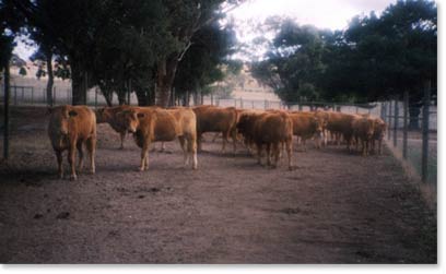 Fullblood Red Wagyu Heifers