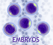 Wagyu Embryos