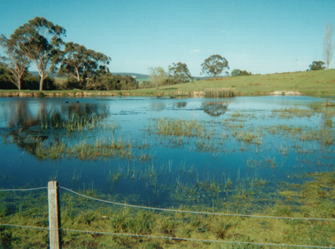 Mazda Wagyu's Mossiface Property