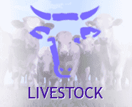 F1 & F2 Livestock